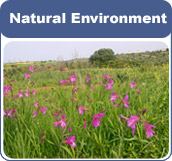 natural environment